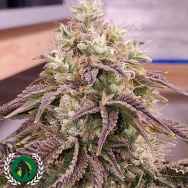 DarkHorse Genetics Seeds ThanoZ F2