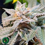 DarkHorse Genetics Seeds The Pedigree