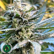 DarkHorse Genetics Seeds The Undercaker