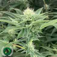 DarkHorse Genetics Seeds Time Ztone