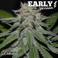 Delicious Seeds Critical Neville Haze Early Version