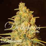 Delicious Seeds Critical Sensi Star Early Version