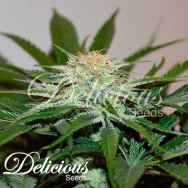 Delicious Seeds Descojack