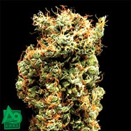 Delta 9 Labs Seeds Afghani Mazar-I-Sharif