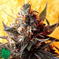 Delta 9 Labs Seeds Double Kush