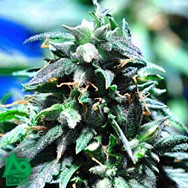 Delta 9 Labs Seeds The Merkabah