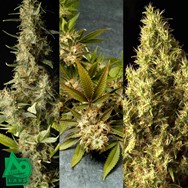 Delta 9 Labs Seeds Sativa House Mix