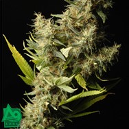 Delta 9 Labs Seeds Southern Lights aka White Star
