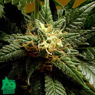 Delta 9 Labs Seeds Stargazer