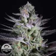 Dinafem Seeds Blueberry Cookies