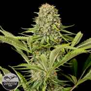 Dinafem Seeds Critical Jack