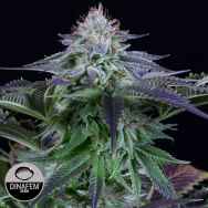 Dinafem Seeds Dinamed KUSH CBD AUTO