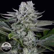 Dinafem Seeds Gorilla CBD