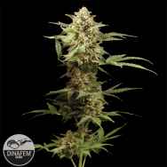 Dinafem Seeds Haze Automatic