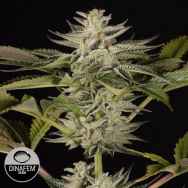 Dinafem Seeds Ocean Grown Cookies