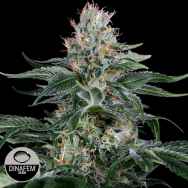 Dinafem Seeds Orange Juice