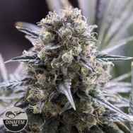 Dinafem Seeds Quick Dinamed CBD