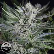 Dinafem Seeds Quick Gorilla