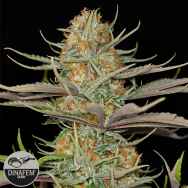 Dinafem Seeds Sweet Deep Grapefruit