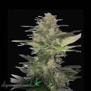 Dispensario Seeds AUTO Red White Dwarf