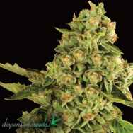 Dispensario Seeds OG Cheese