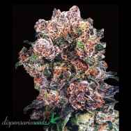 Dispensario Seeds Trinity Kush