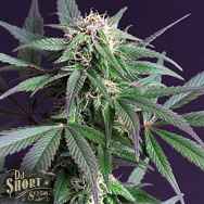 DJ Short Seeds Blue Moonshine