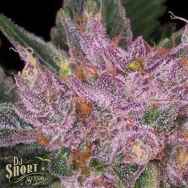 DJ Short Seeds Grape Krush