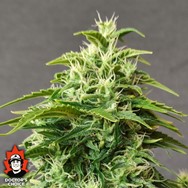 Doctor’s Choice Seeds Chronic Ryder