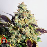 Doctor’s Choice Seeds DC Kush