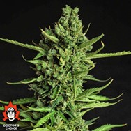 Doctor’s Choice Seeds Devotchka AUTO