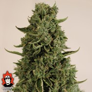 Doctor’s Choice Seeds Doctor’s Choice #1 AUTO