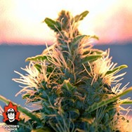 Doctor’s Choice Seeds Lowryder #2