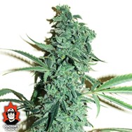 Doctor’s Choice Seeds Niagara AUTO