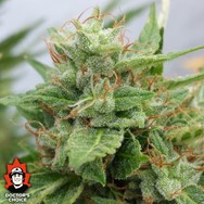 Doctor’s Choice Seeds Ogre AUTO