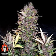 Doctor’s Choice Seeds Purple Ryder