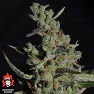 Doctor’s Choice Seeds Rock Machine AUTO