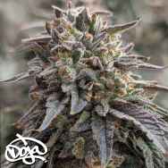 Doja Seeds Lime Verbena