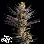 Doja Seeds Lime Verbena