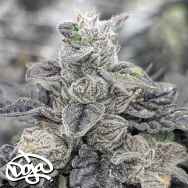 Doja Seeds Melon Melange