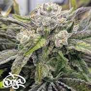 Doja Seeds Neon Wormz