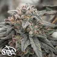 Doja Seeds Red Taffi