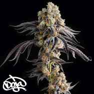 Doja Seeds Red Taffi