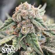 Doja Seeds Tembleque