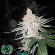 DarkHorse Genetics Seeds Double Lemon Pie