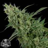 Crockett Family Farms Seeds Double Tangie Banana