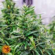 Barneys Farm Seeds Dr Grinspoon