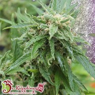 Dr. Krippling Seeds Blue Tease Auto