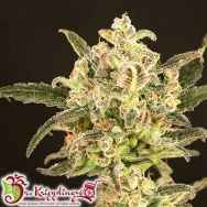 Dr. Krippling Seeds Dolly Kush