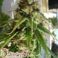 Dr. Krippling Seeds Ganj-Nam Style